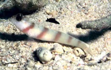 Amblyeleotris steinitzi